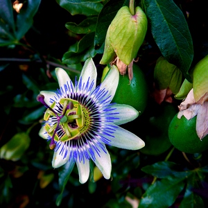 Fleur de passiflore rustique - France  - collection de photos clin d'oeil, catégorie plantes